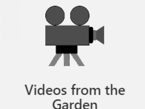 Videos from the Garden